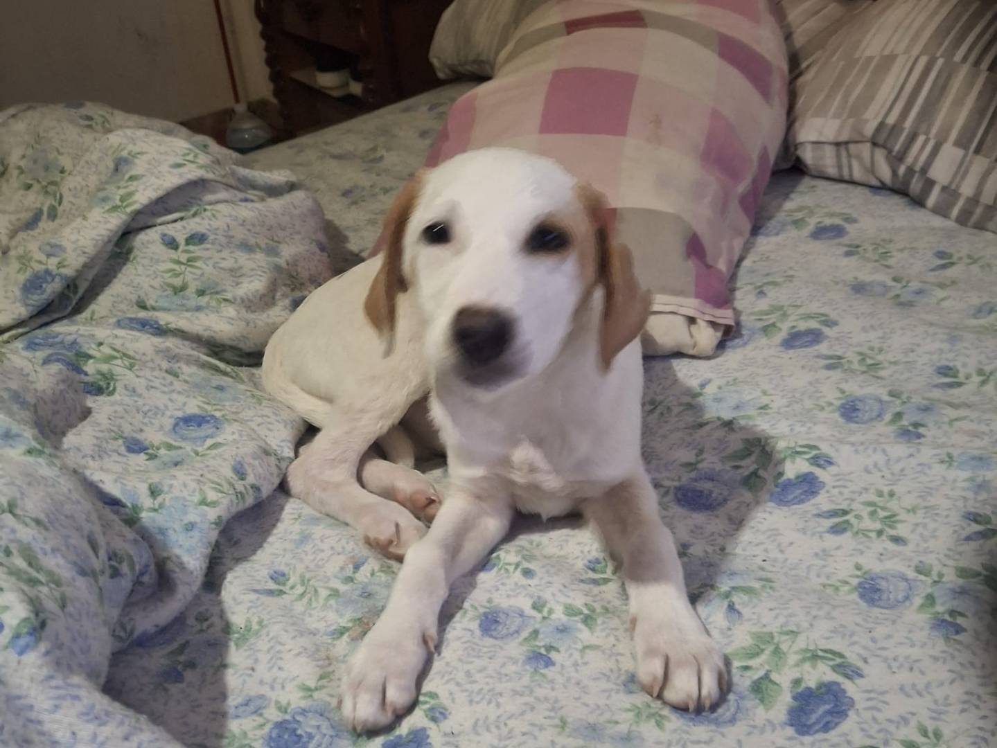 Adotta un cane, taglia media, maschio, Trapani