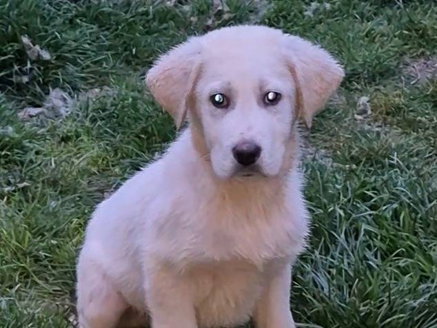 Adozione cane, maschio, Pastore maremmano Labrador Retriever, 4 mesi, taglia grande, Potenza