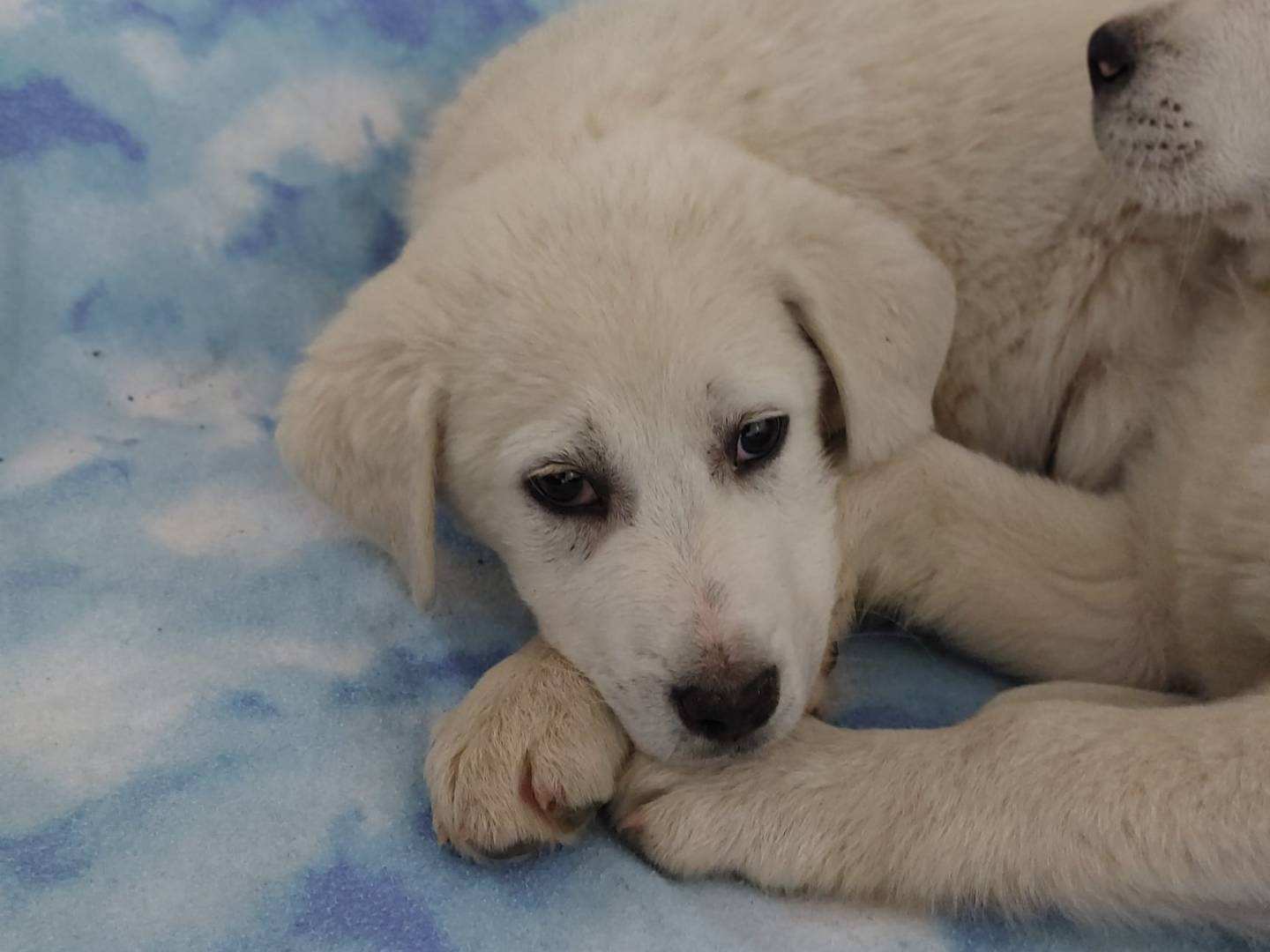 Adotta un cane, maschio, 4 mesi, Potenza
