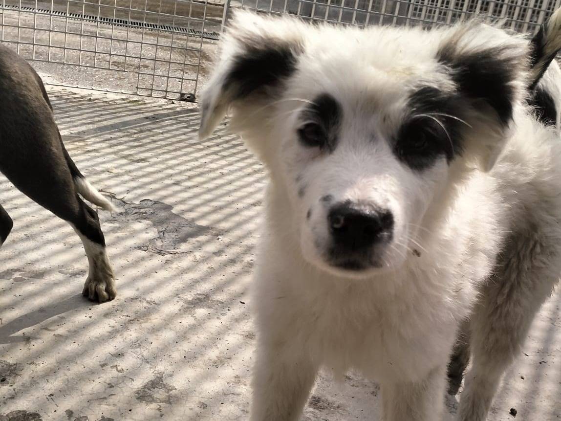 Adozione cane, femmina, Razza sconosciuta Razza sconosciuta, 1 mesi, taglia media, Bari