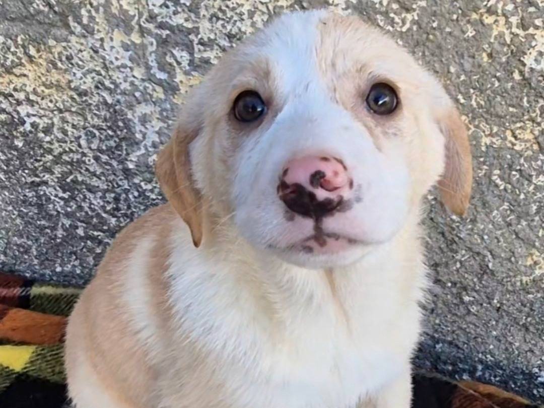 Adotta un cane, femmina, 4 mesi, Potenza