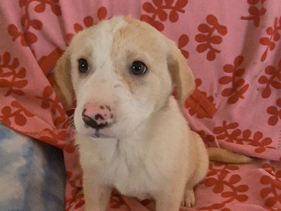 Adotta un cane, taglia media, femmina, Potenza