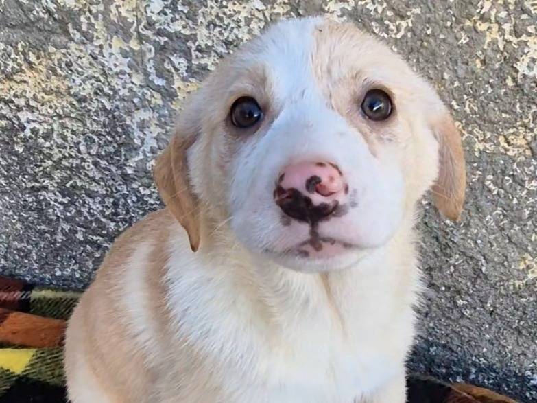 Vuoi adottare un cane a Potenza?