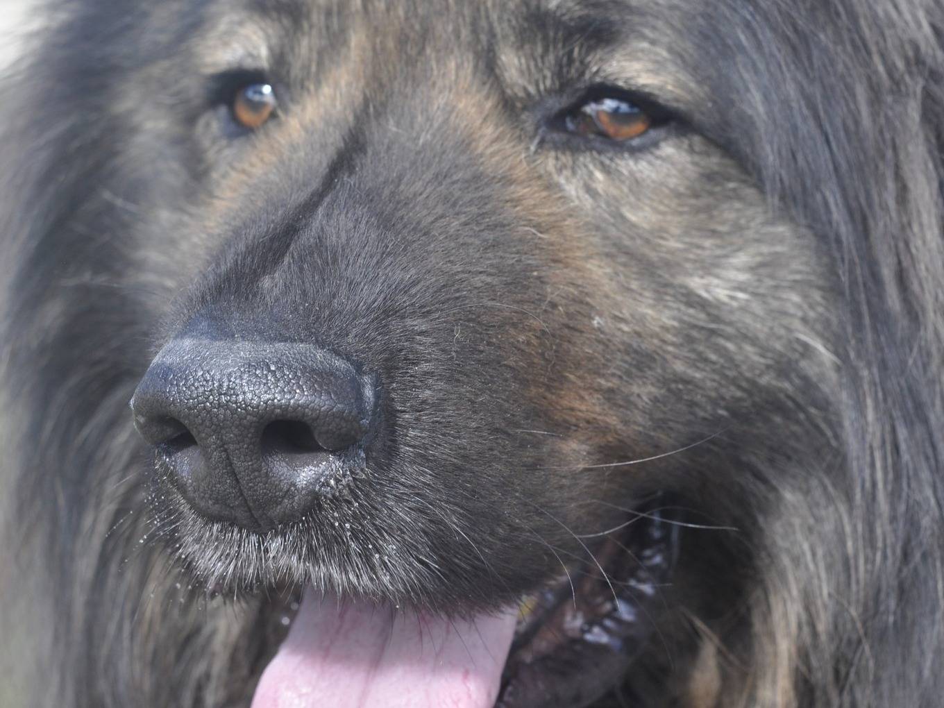 Adozione cane, maschio, Razza sconosciuta Razza sconosciuta, 4 anni e 2 mesi, taglia gigante, Brindisi