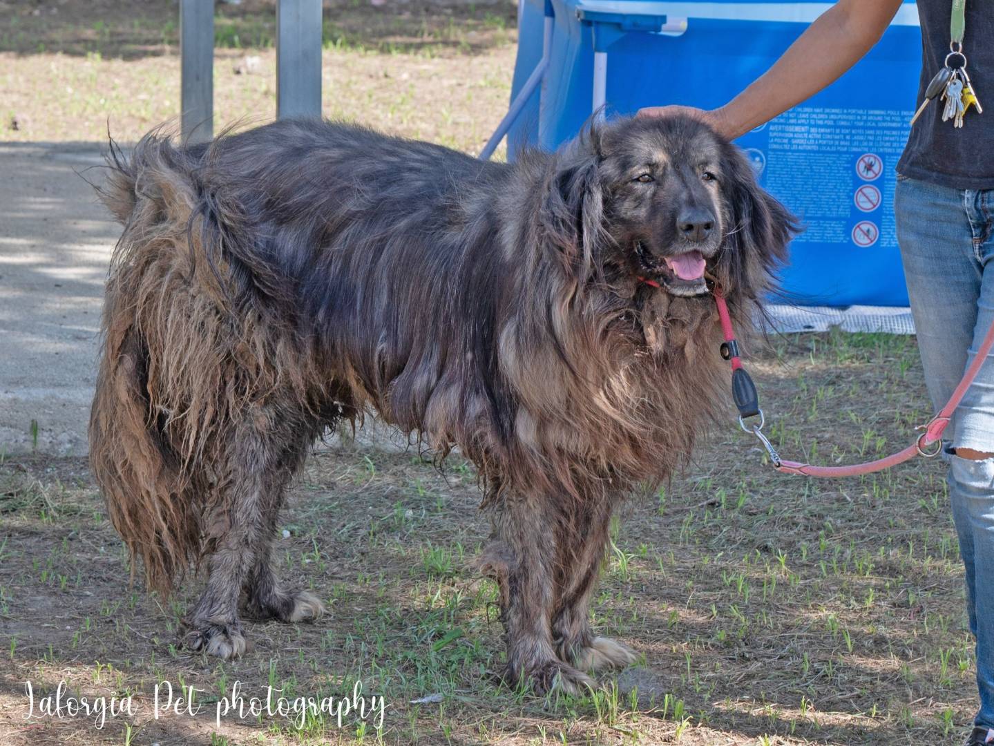 Adotta un cane, taglia gigante, maschio, Brindisi