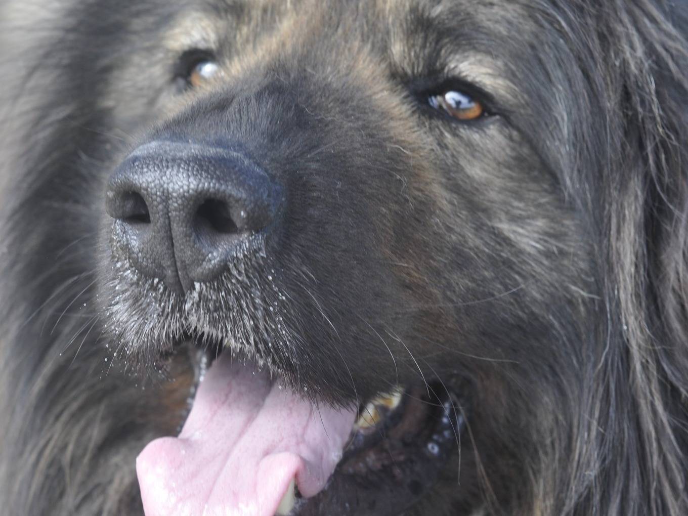 Vuoi adottare un cane a Brindisi?