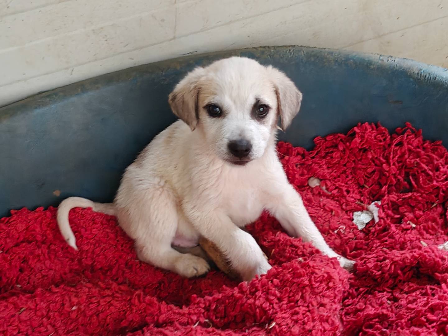 Adozione cane, maschio, Razza sconosciuta Razza sconosciuta, 2 mesi, taglia media, Trapani