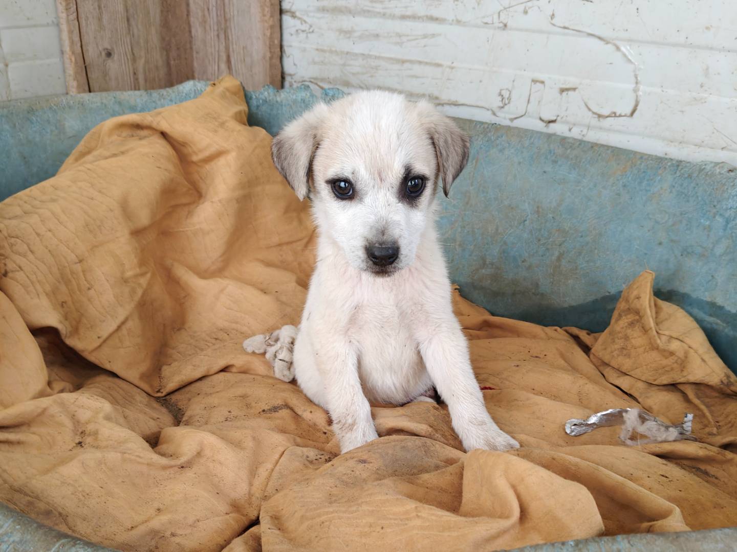 Adotta un cane, maschio, 2 mesi, Trapani