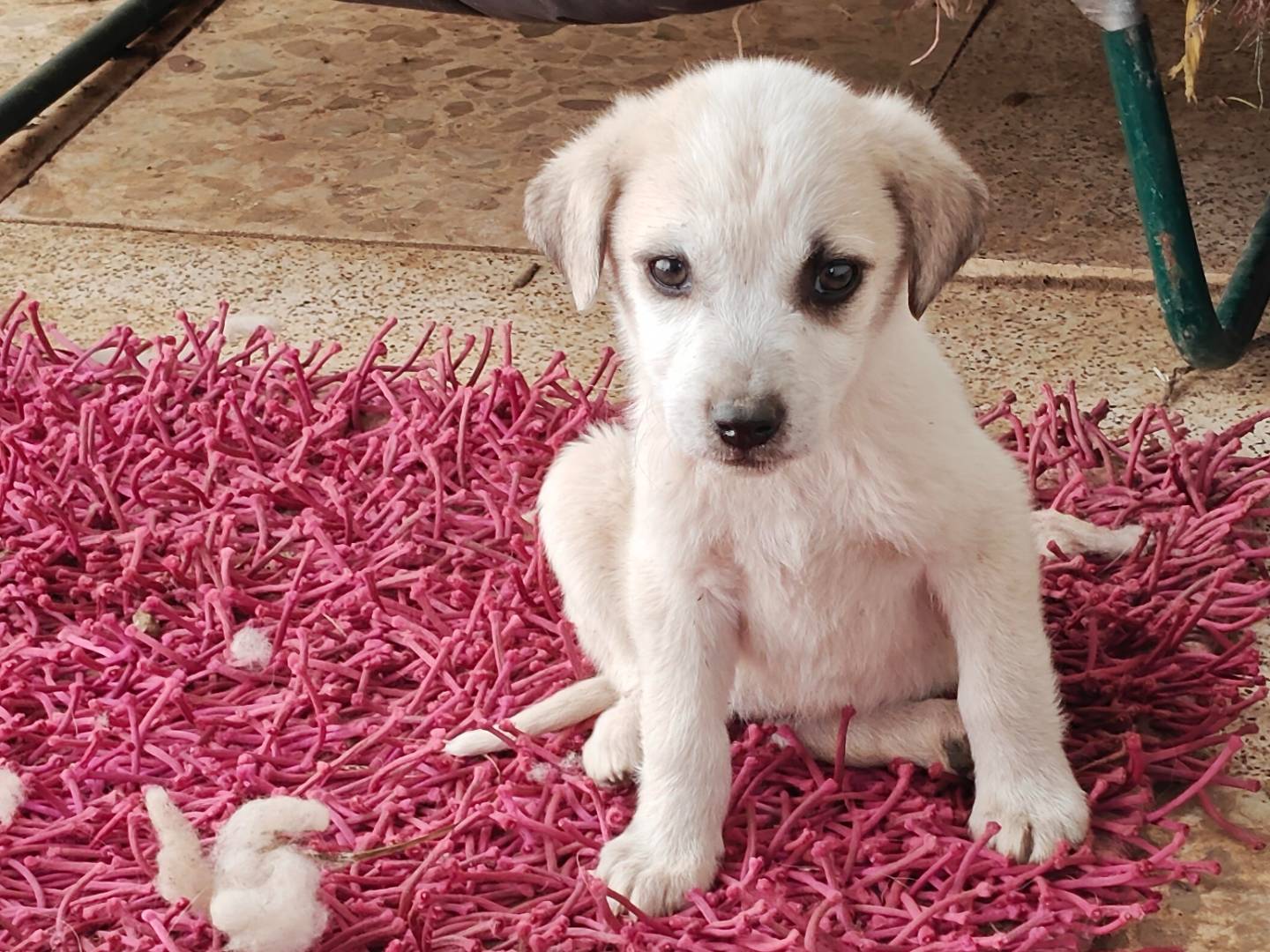 Adotta un cane, taglia media, maschio, Trapani