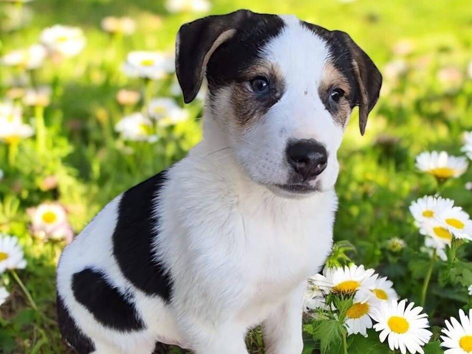 Adozione cane, maschio, Razza sconosciuta Razza sconosciuta, 4 mesi, taglia media, Potenza