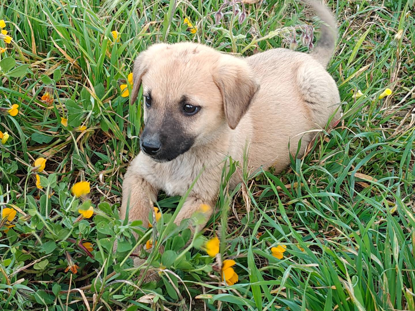 Adotta un cane, femmina, 2 mesi, Trapani