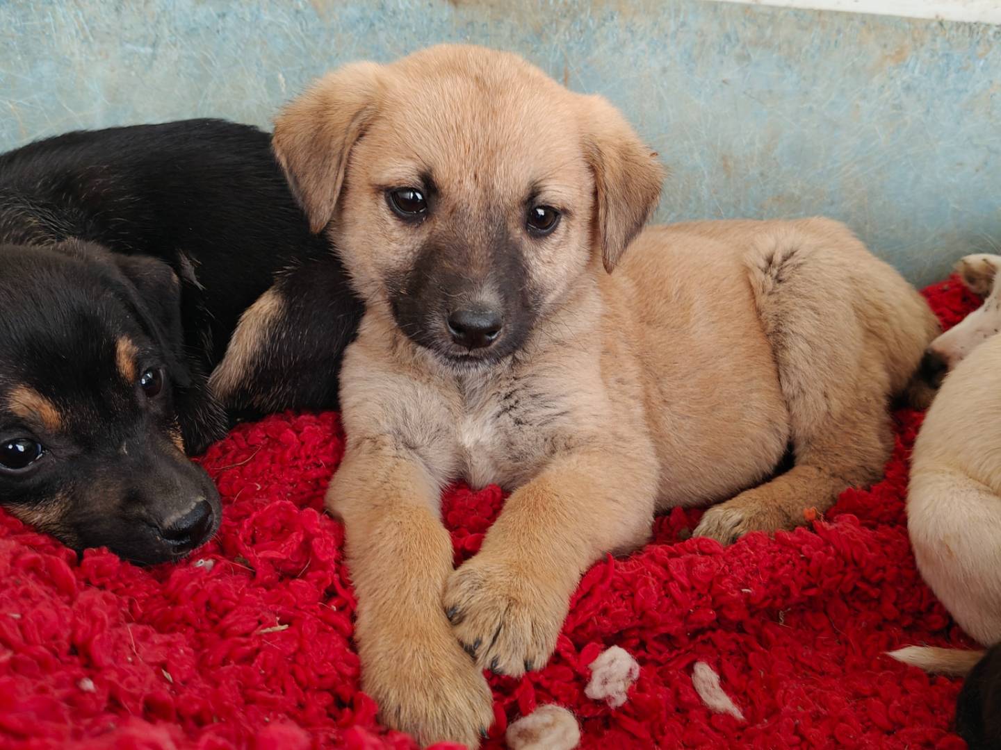 Adotta un cane, taglia media, femmina, Trapani