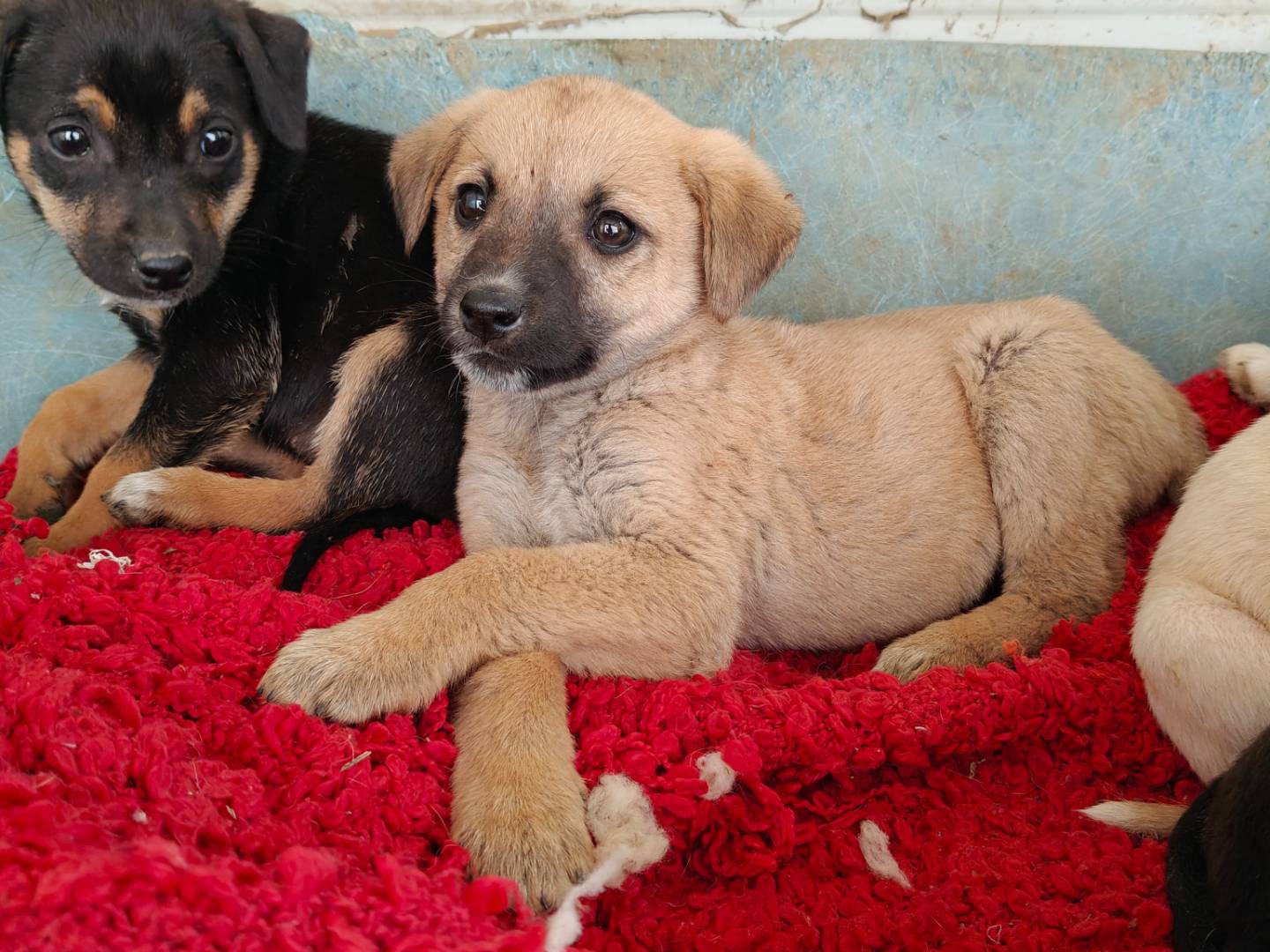 Vuoi adottare un cane a Trapani?