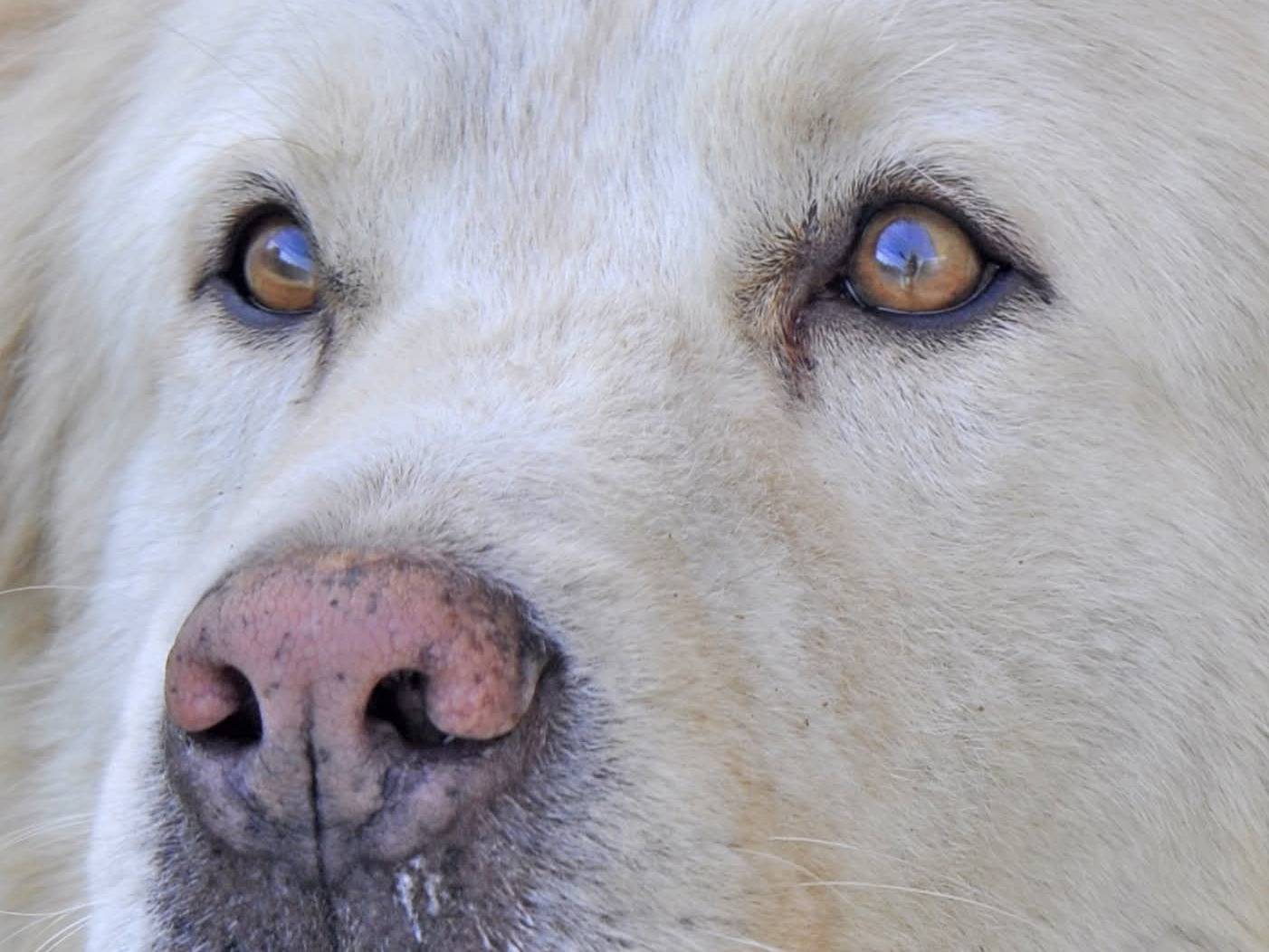 Vuoi adottare un cane a Brindisi?