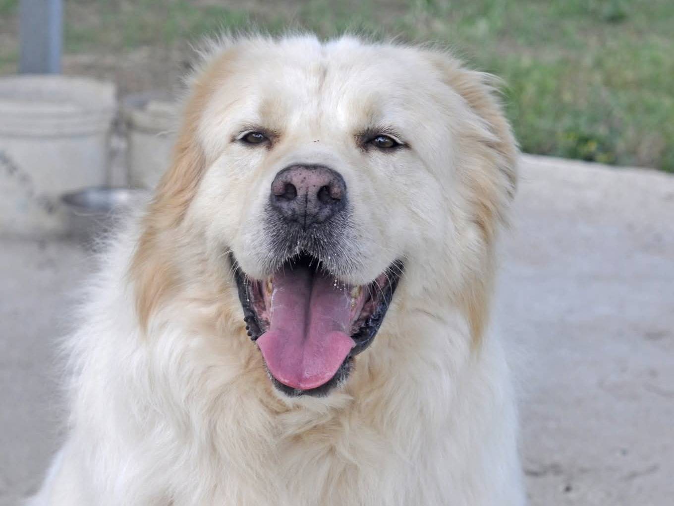 Adotta il cane Balù a Brindisi