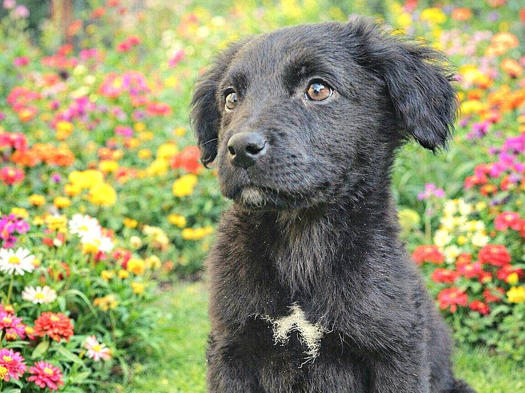 Adozione cane, maschio, Razza sconosciuta Razza sconosciuta, 4 mesi, taglia media, Siracusa