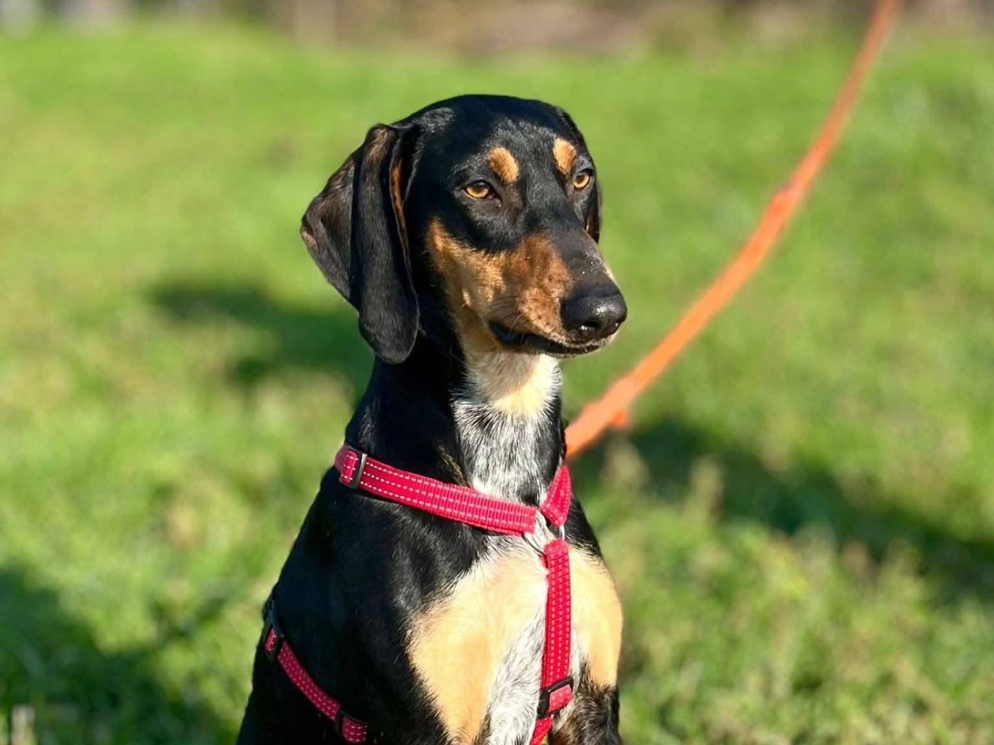 Adozione cane, maschio, Segugio Razza sconosciuta, 1 anno e 3 mesi, taglia media, Bologna