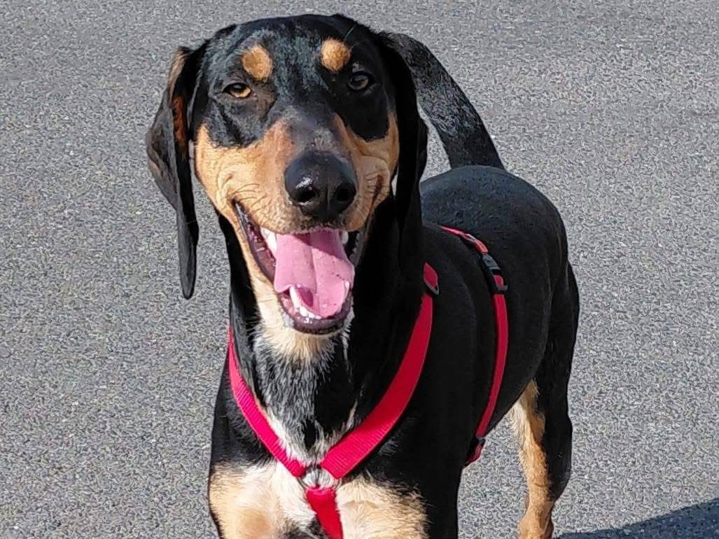 Adotta un cane, maschio, 1 anno e 3 mesi, Bologna