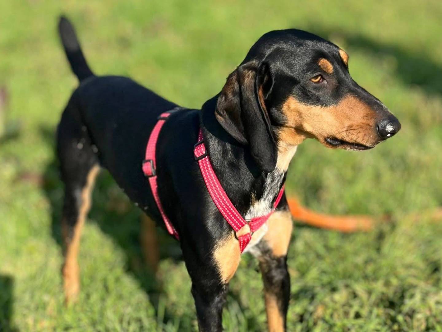 Adotta un cane, taglia media, maschio, Bologna