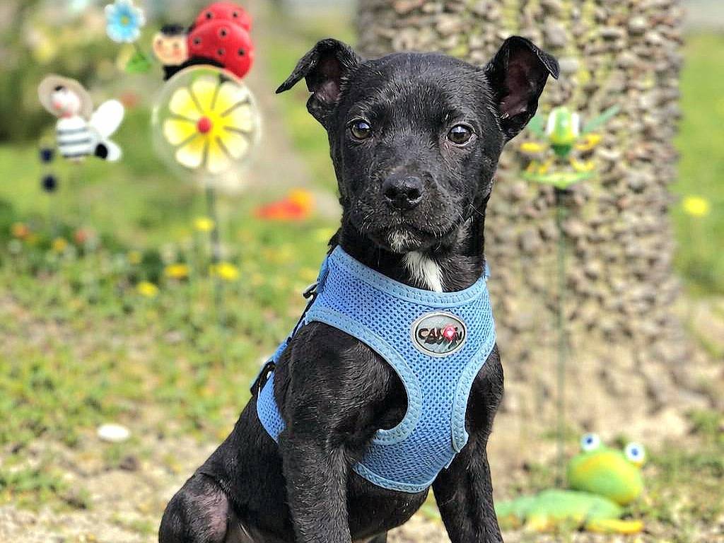 Adozione cane, maschio, Razza sconosciuta Razza sconosciuta, 4 mesi, taglia media, Siracusa