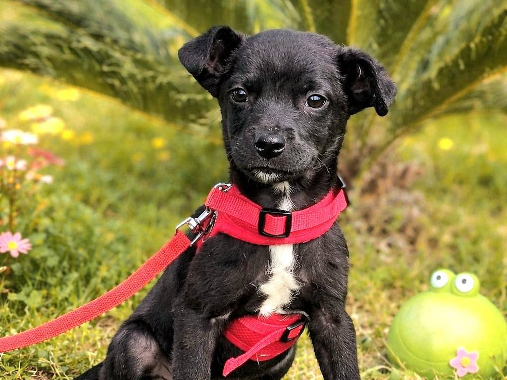 Adozione cane, maschio, Razza sconosciuta Razza sconosciuta, 4 mesi, taglia media, Siracusa