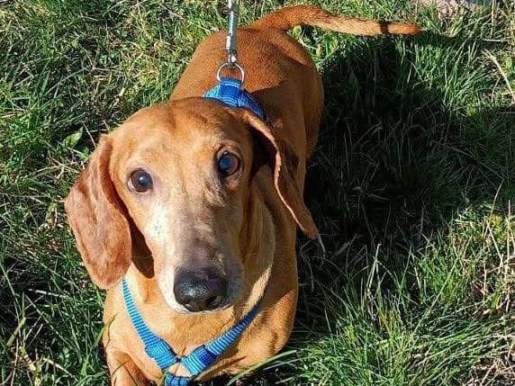 Adozione cane, maschio, Bassotto Razza sconosciuta, 8 anni e 1 mese, taglia piccola, Bologna