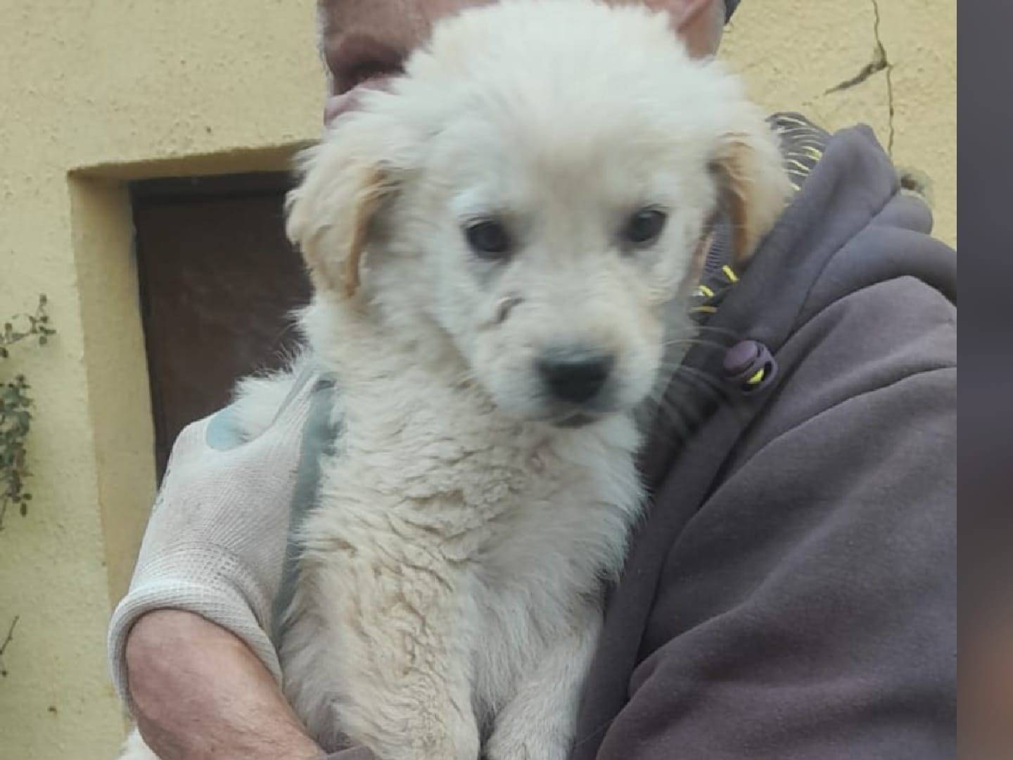 Adozione cane, femmina, Razza sconosciuta Razza sconosciuta, 3 mesi, taglia media, Crotone
