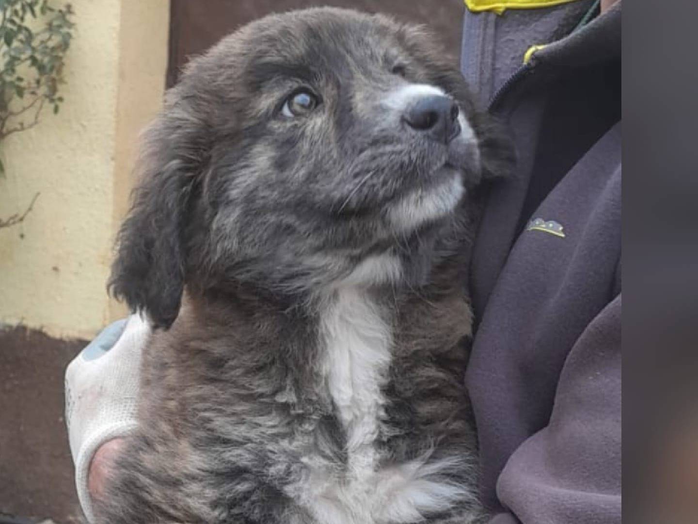 Adozione cane, femmina, Razza sconosciuta Razza sconosciuta, 3 mesi, taglia media, Crotone