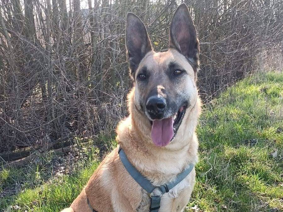 Adotta un cane, femmina, 3 anni e 4 mesi, Bologna