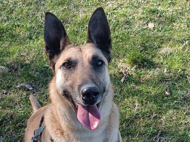 Adotta un cane, taglia grande, femmina, Bologna