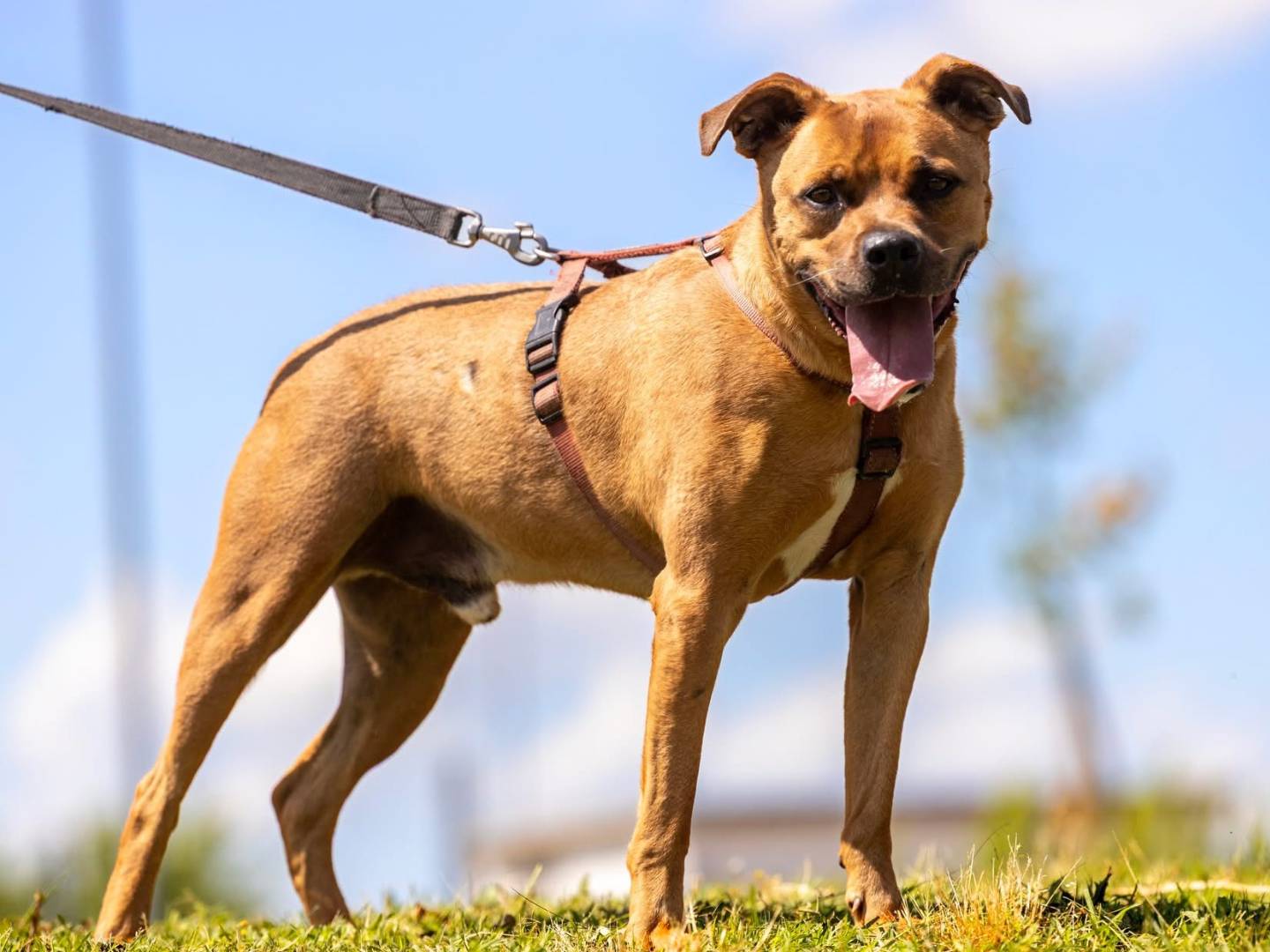 Adozione cane, maschio, Pitbull Razza sconosciuta, 8 anni, taglia media, Bologna