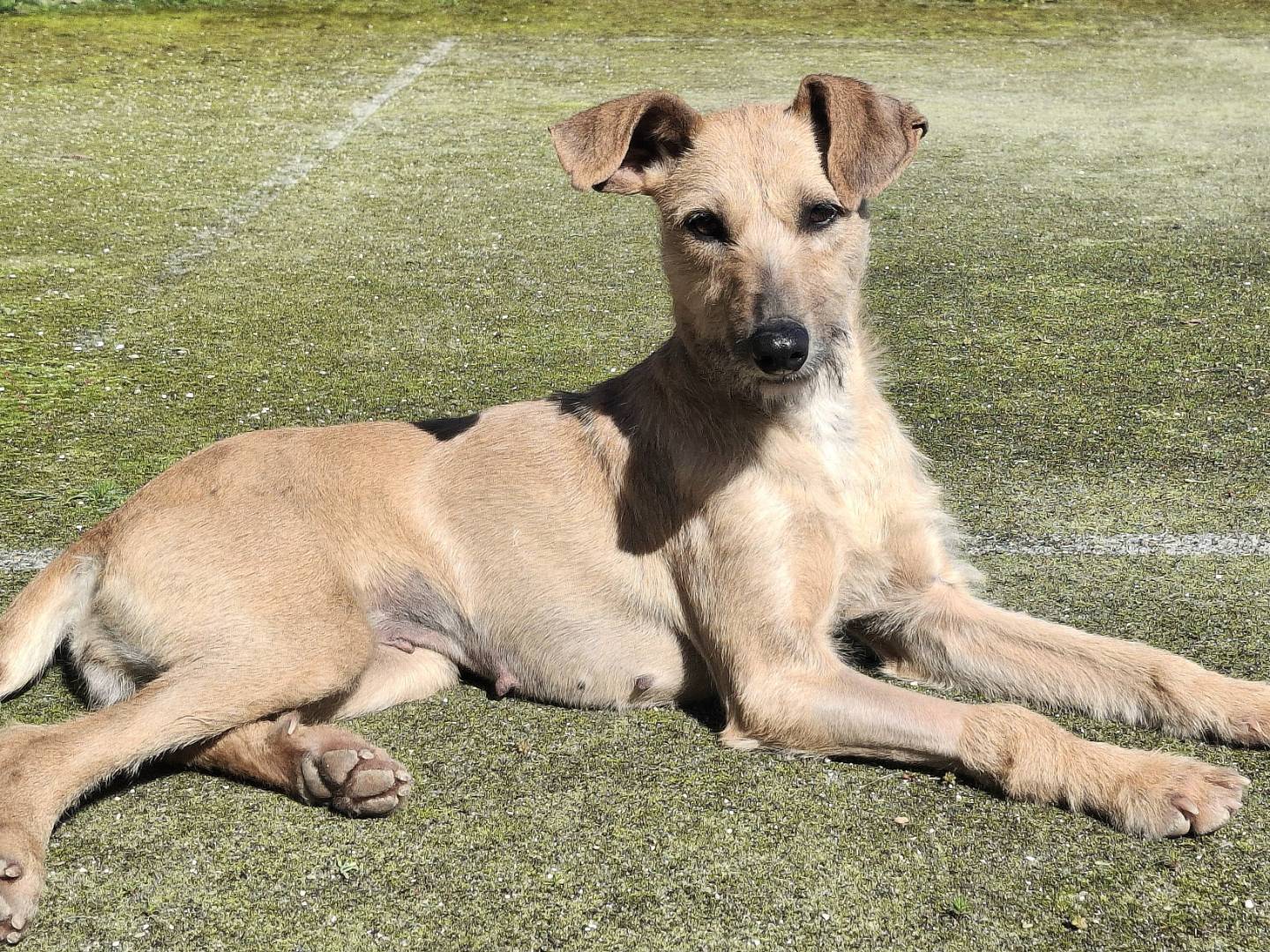 Adozione cane, femmina, Razza sconosciuta Razza sconosciuta, 2 anni e 1 mese, taglia media contenuta, Palermo