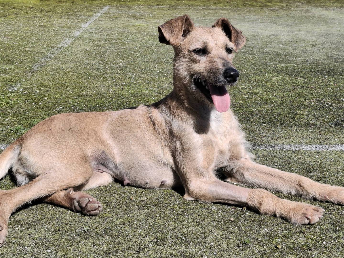 Adotta un cane, femmina, 2 anni e 1 mese, Palermo