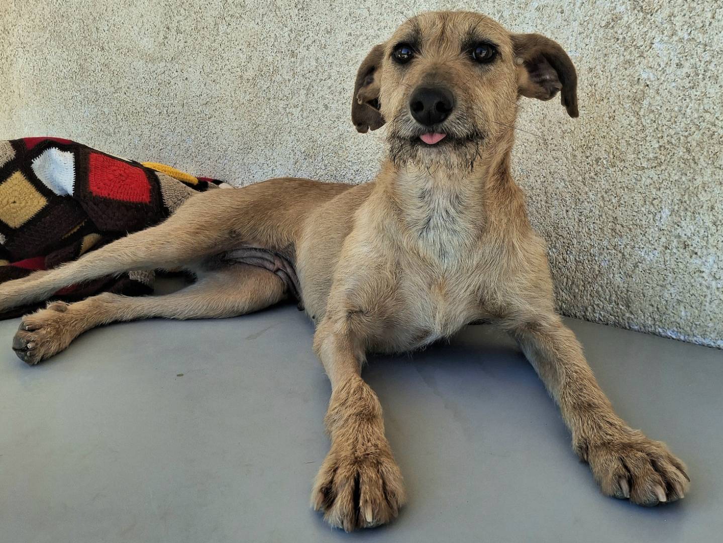 Vuoi adottare un cane a Palermo?