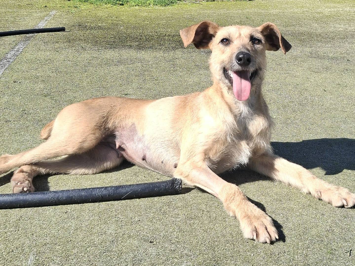 Adotta il cane Eloise a Palermo