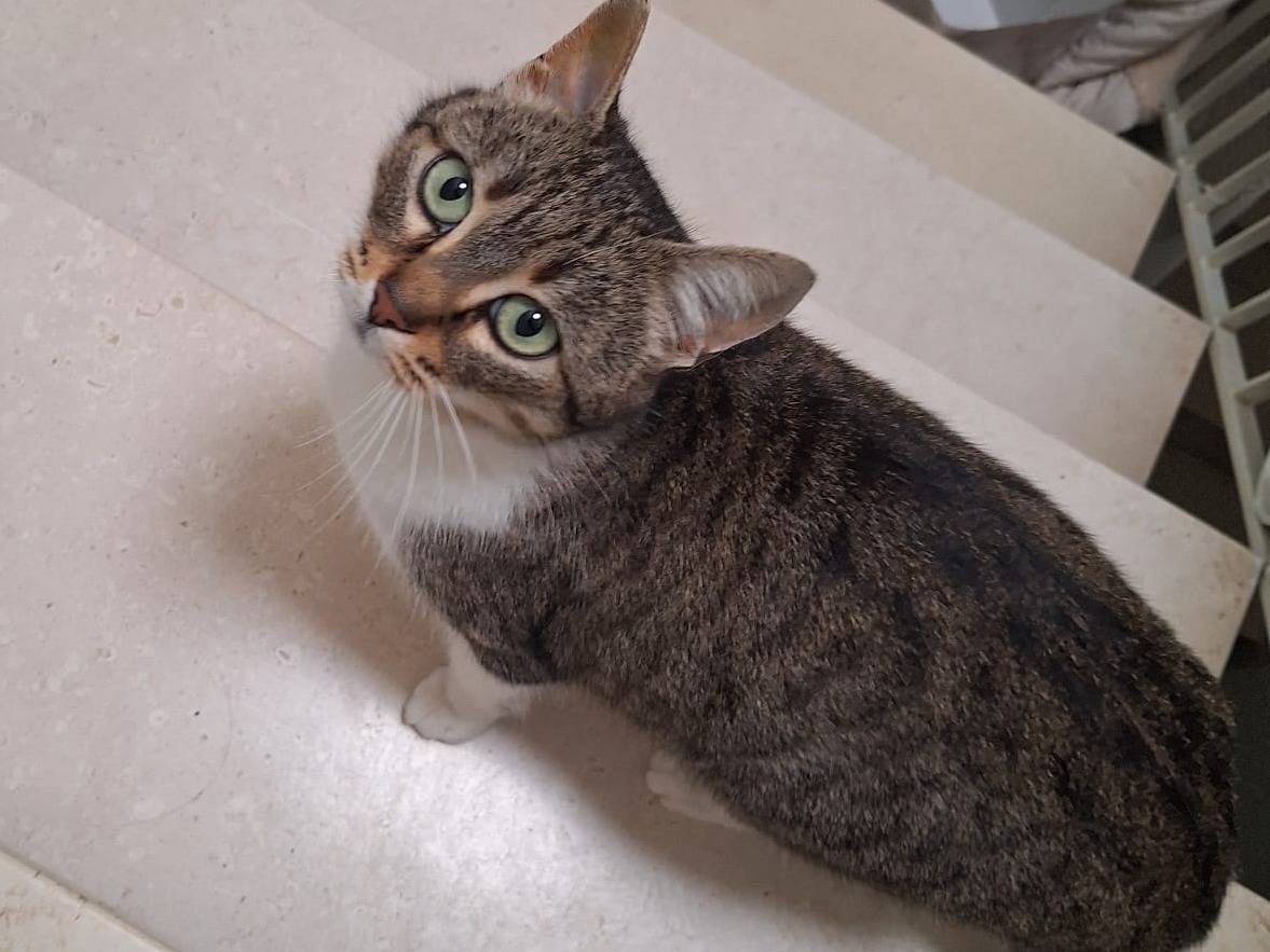 Adotta un gatto, taglia non valida, femmina, Milano