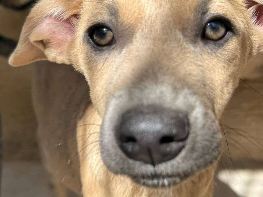 Adotta un cane, maschio, 1 anno e 2 mesi, Barletta