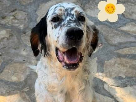 Adozione cane, femmina, Razza sconosciuta Razza sconosciuta, 4 anni e 4 mesi, taglia media, Barletta