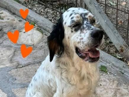 Adotta un cane, femmina, 4 anni e 4 mesi, Barletta