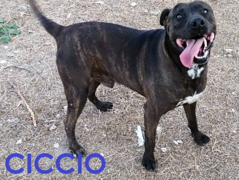 Adozione cane, maschio, Razza sconosciuta Razza sconosciuta, 8 anni e 2 mesi, taglia grande, Barletta