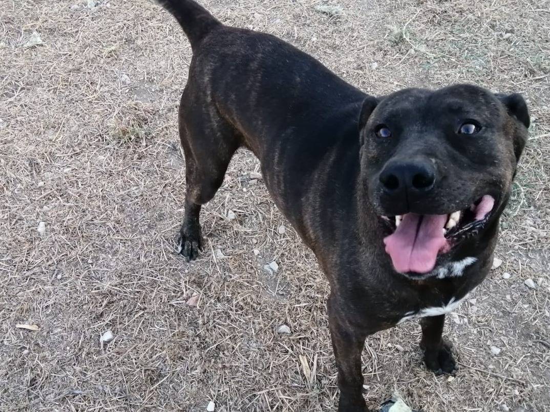 Adotta un cane, maschio, 8 anni e 2 mesi, Barletta