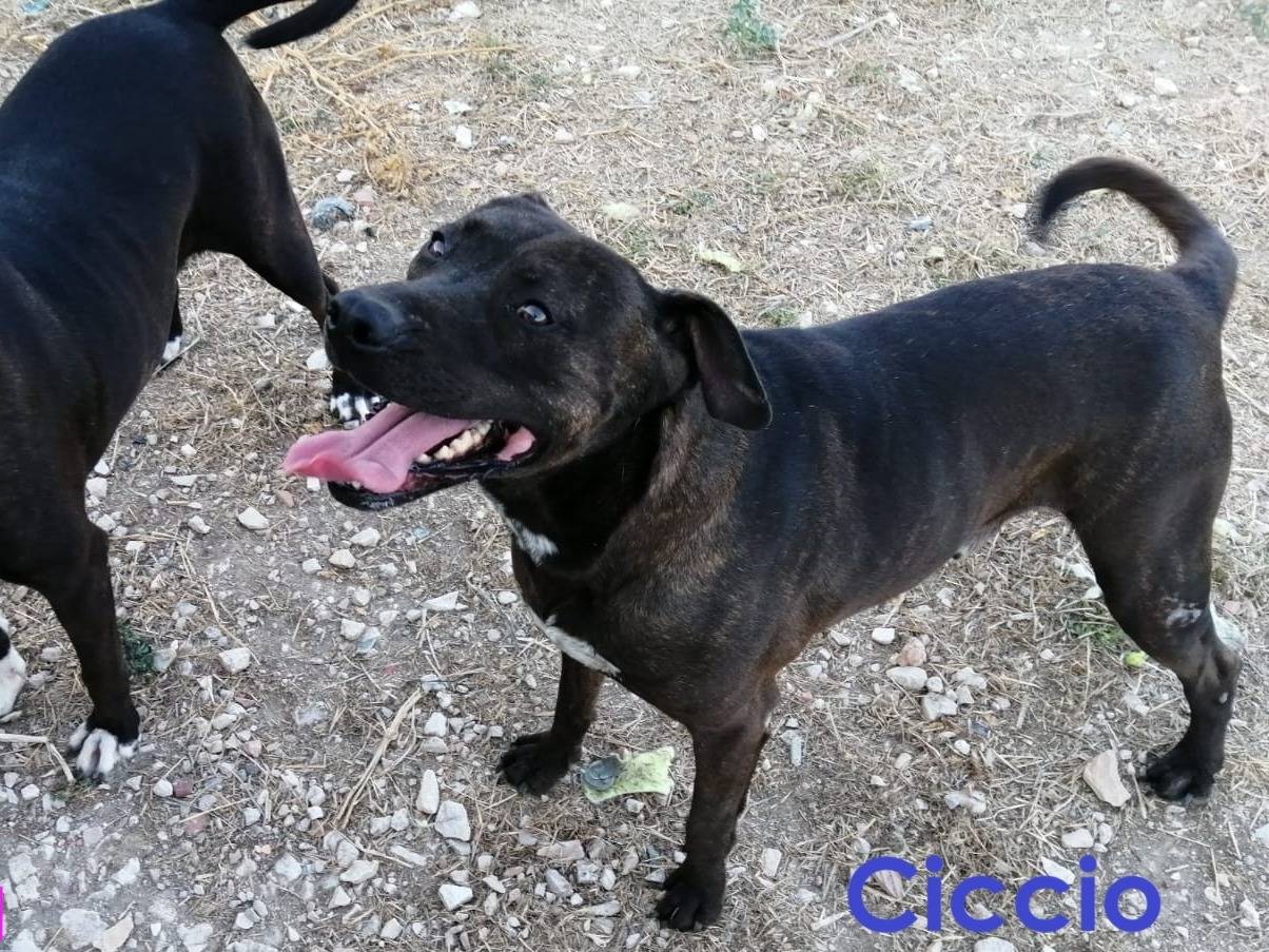 Vuoi adottare un cane a Barletta?