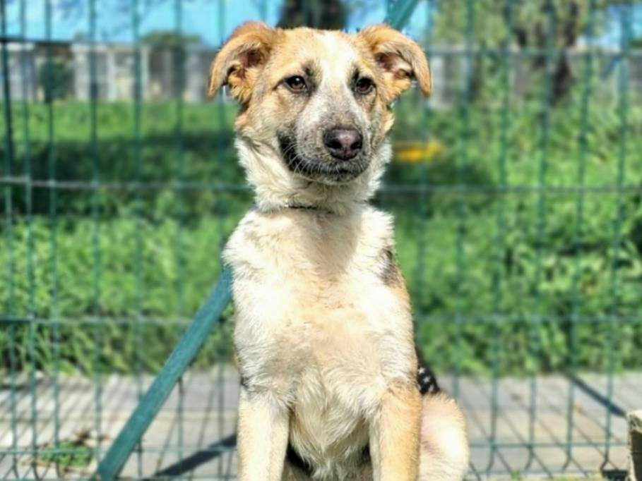 Adozione cane, femmina, Razza sconosciuta Razza sconosciuta, 5 mesi, taglia media, Siracusa