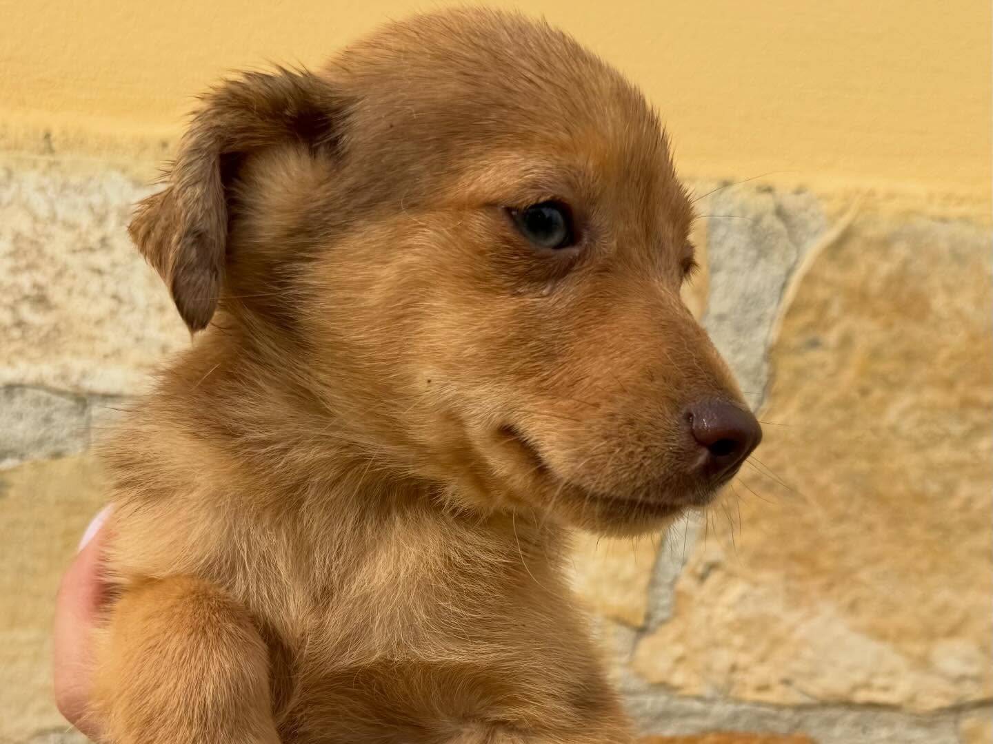 Adotta un cane, maschio, 4 mesi, Matera