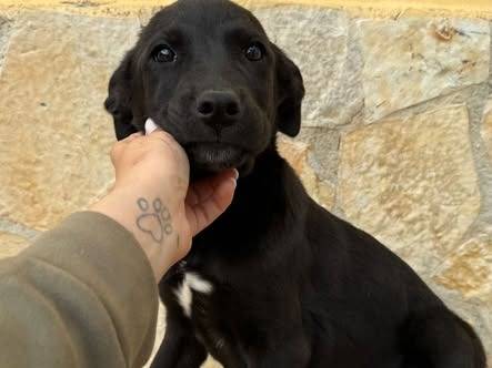 Adozione cane, femmina, Razza sconosciuta Razza sconosciuta, 3 mesi, taglia media, Matera