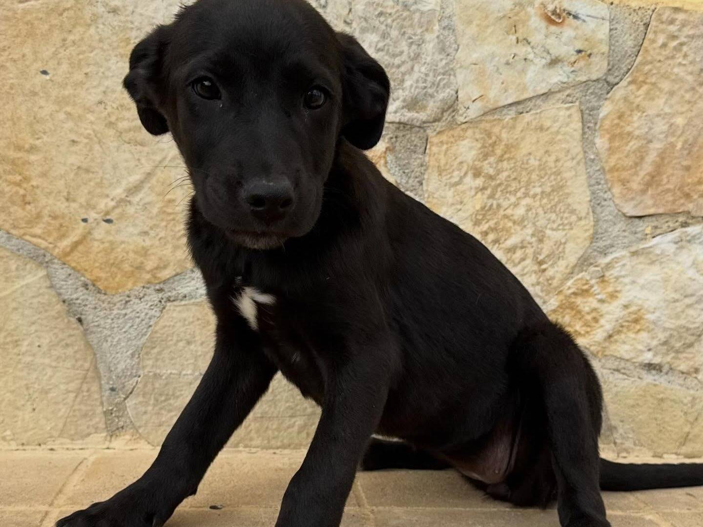 Adotta un cane, femmina, 3 mesi, Matera