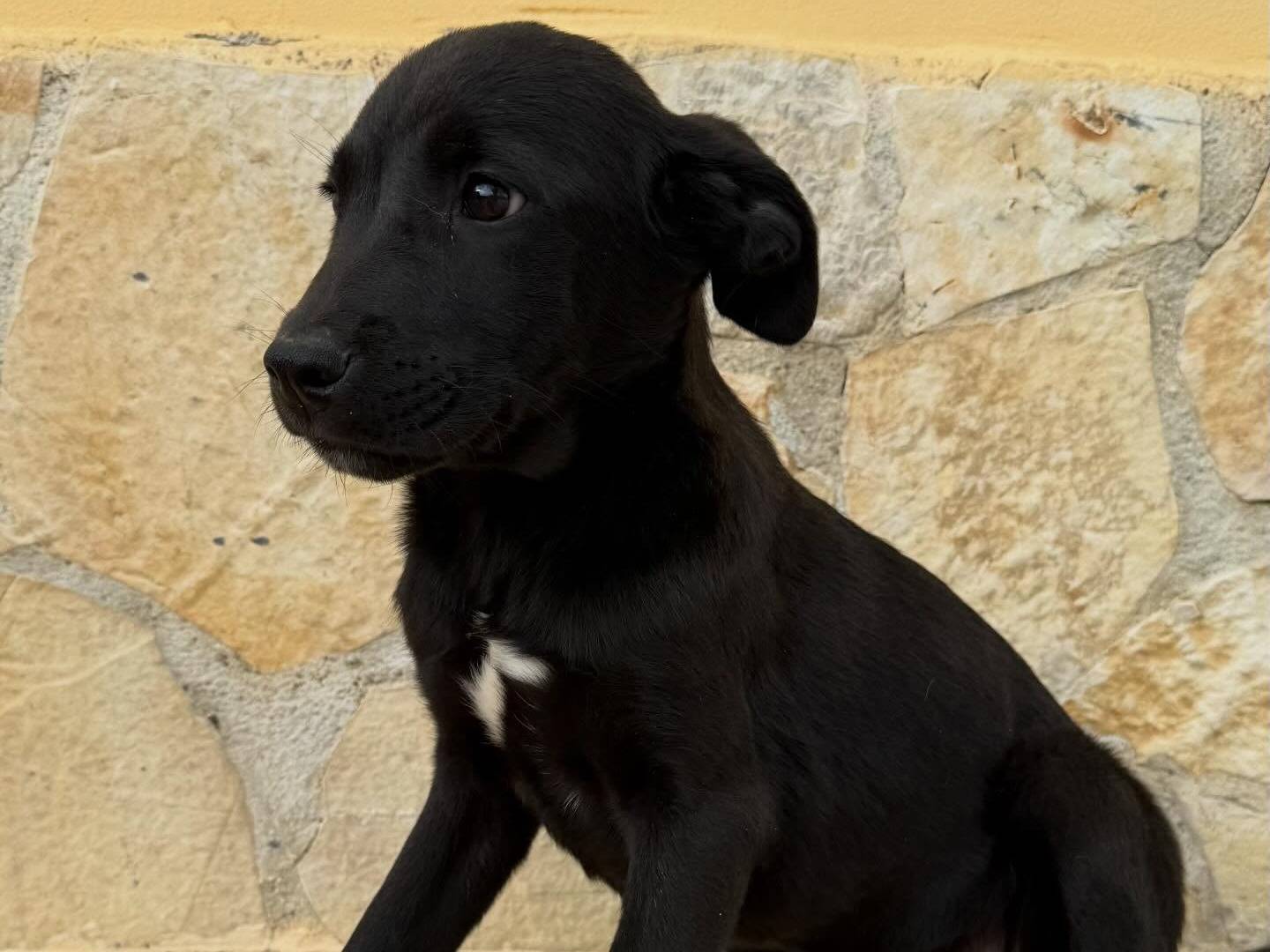 Adotta un cane, taglia media, femmina, Matera
