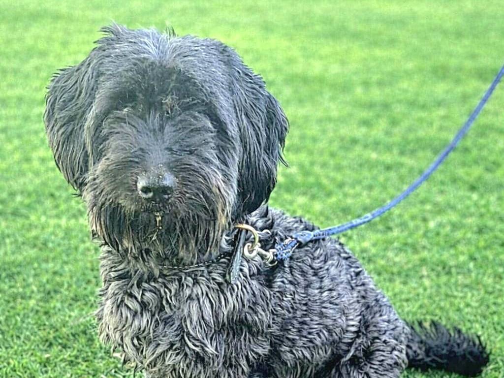 Adozione cane, maschio, Yorkshire Terrier Maltese, 4 anni e 1 mese, taglia piccola, Siracusa