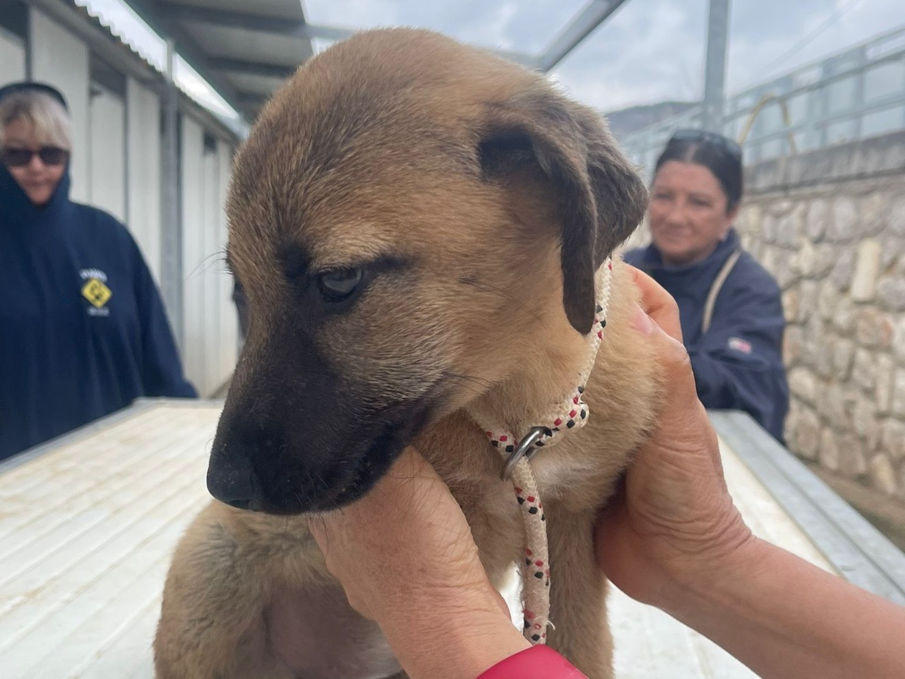 Adotta un cane, femmina, 2 mesi, Latina