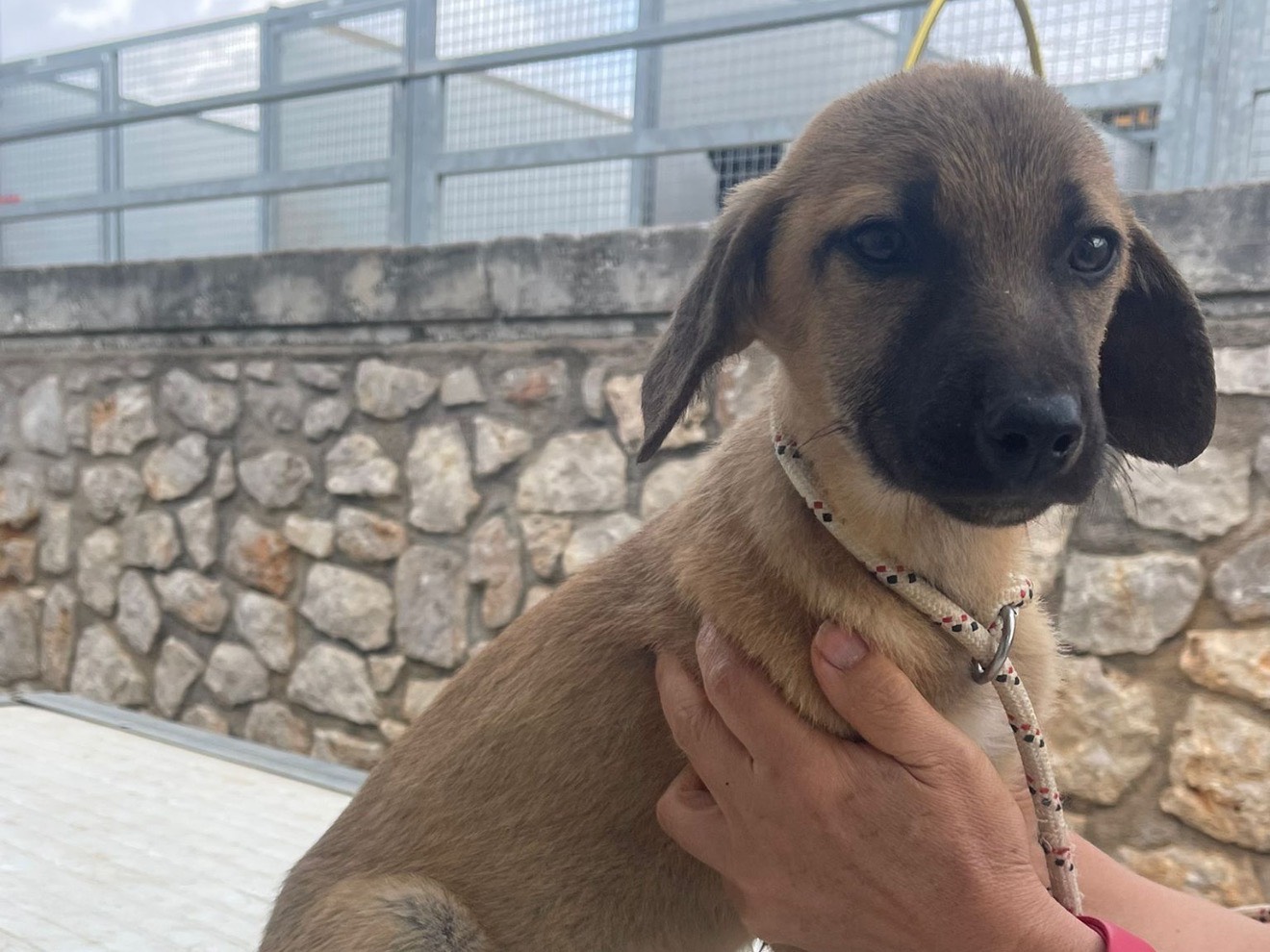 Adotta un cane, taglia media contenuta, femmina, Latina